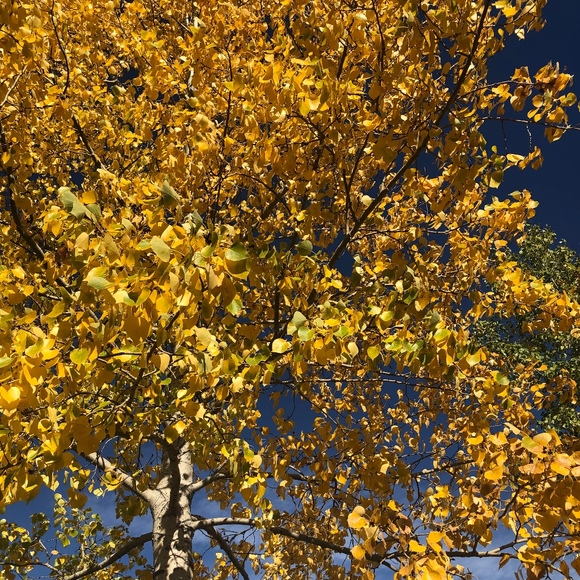 Meet your Posher, Daphne - Picture 1 of 1